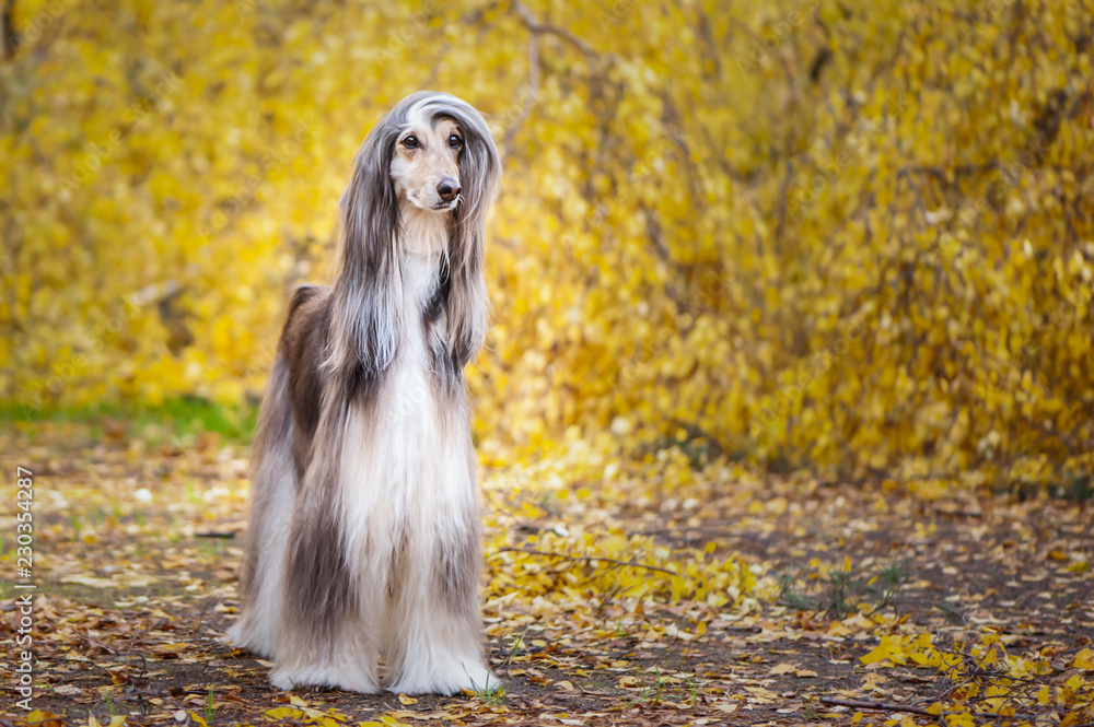 Dog, gorgeous Afghan hound, full-length portrait, against the background of the autumn forest, space for text