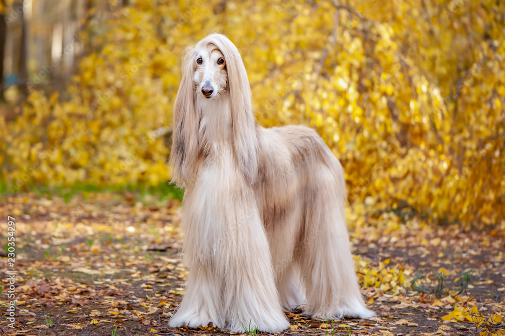 Dog, gorgeous Afghan hound, full-length portrait, against the background of the autumn forest, space for text Dog, gorgeous Afghan hound, full-length portrait, against the background of the autumn forest, space for text