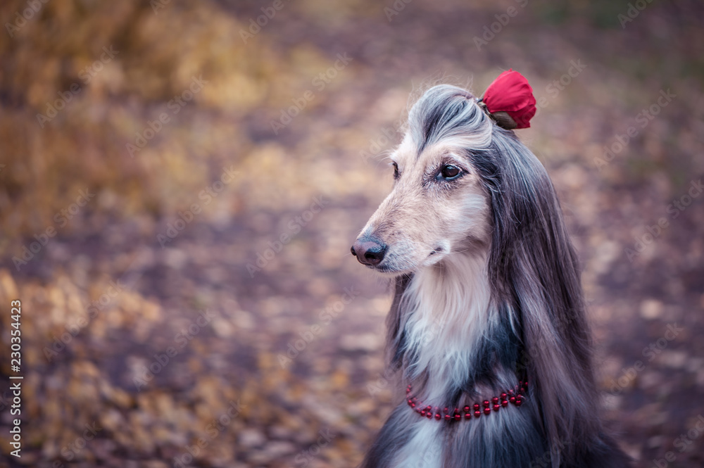 Dog, Afghan hound with a flower in a hair and beads, is stylish and  fashionable. Dog Fashion Concept Stock Photo | Adobe Stock