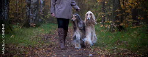 Dogs, two beautiful Afghan greyhounds, go with the mistress on the autumn path, walk. Dog care concept photo