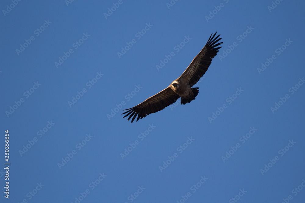 aguila volando con cielo azul aguila volando con cielo azul