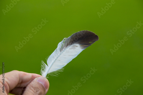 Hand holding a feather in front of green natural