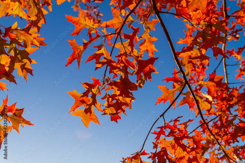 Red maple leaves against the blue sky. Autumn concept. Red maple leaves against the blue sky. Autumn concept.