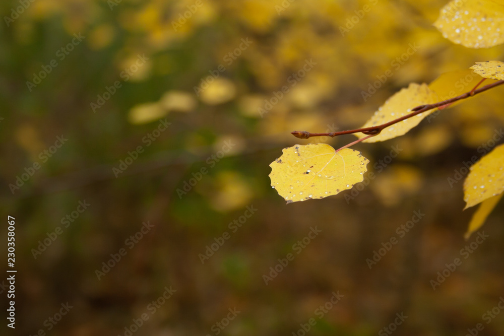 Obraz premium Yellow leaves