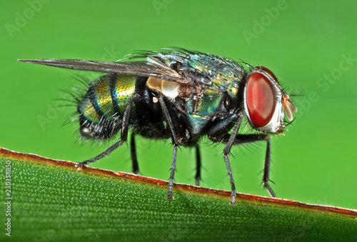 Macro Photo of Blow Fly on Green Leaf Isolated on Background
