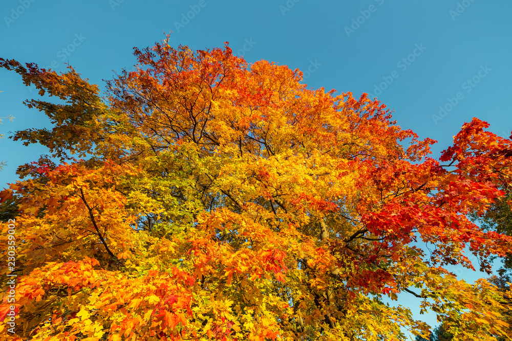 maple foliage in an autumn sunny day