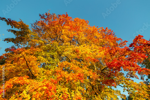 maple foliage in an autumn sunny day