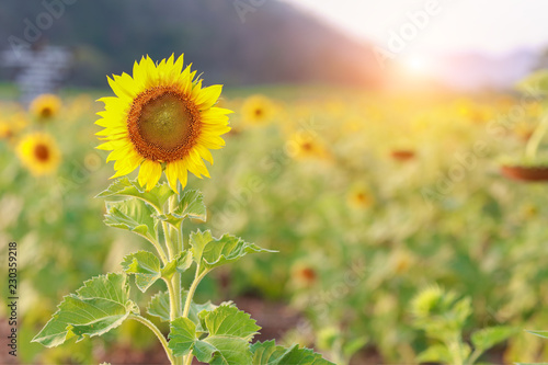 sunflower filed in nature
