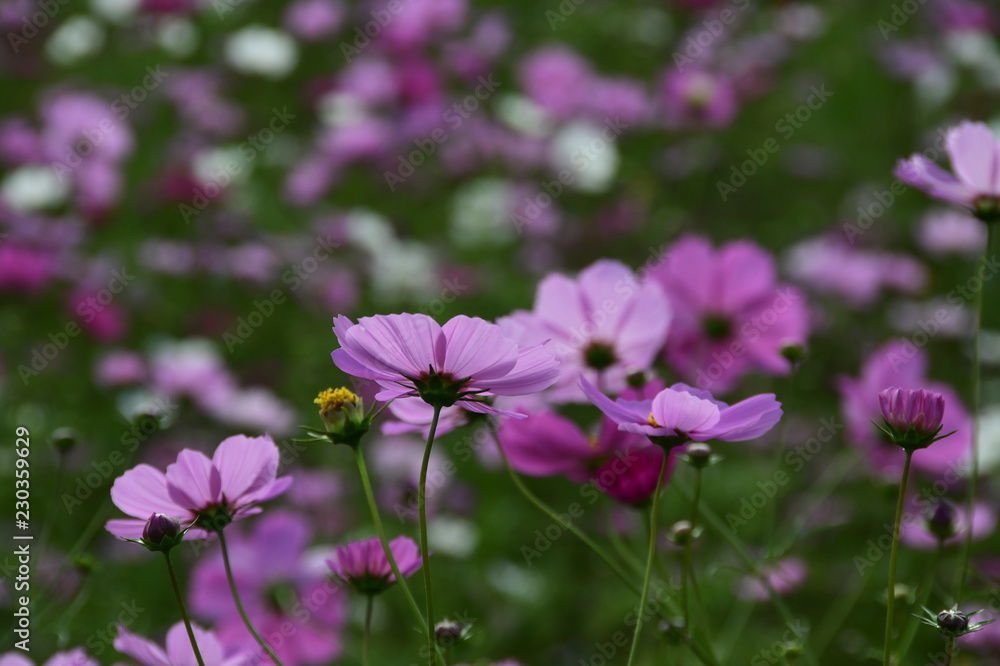 コスモスの花 コスモスの花