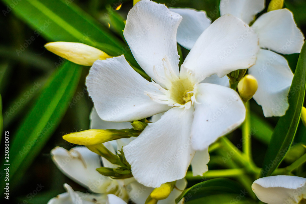 Obraz premium White Fawn Lilies in Yuma, Arizona