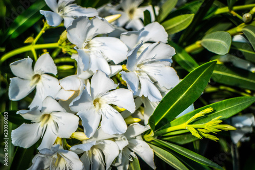 White Fawn Lilies in Yuma, Arizona