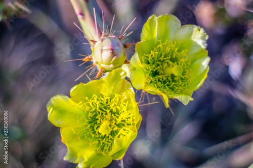 A yellow green flowering cactus plants in Yuma, Arizona