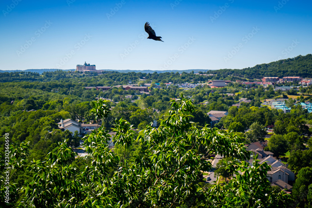 An American Crow in Branson at Southwest Missouri An American Crow in Branson at Southwest Missouri
