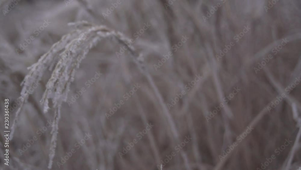 Grass_night_Slowmotion2 Grass_night_Slowmotion2