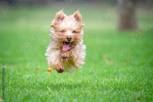 Yorkshire Terrier Running on a Grass Field