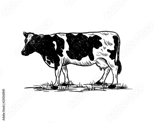 Hand Drawing Vector Livestock Cow or Cattle Farm Animal Sign Symbol Icon Logo Template Design Inspiration