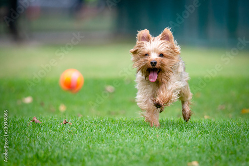 Yorkshire Terrier Running on a Grass Field