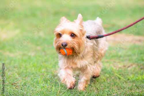 Yorkshire Terrier on a Leash on a Grass Field