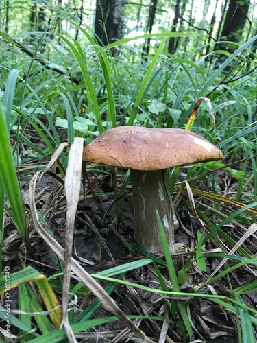 Obraz na plátně mushroom in forest