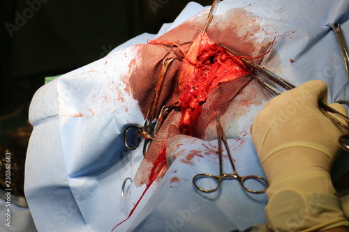 Surgical intervention by perineal hernia by dog (hernia involving the perineum) photo