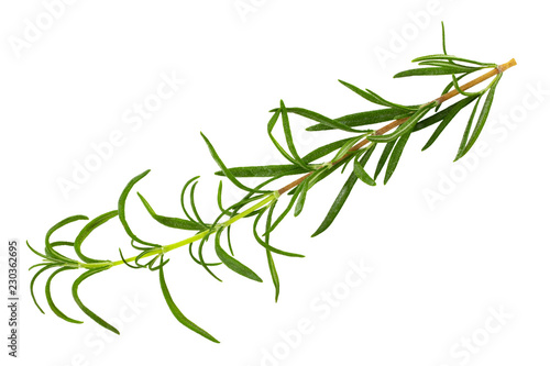 green fresh rosemary isolated on white background