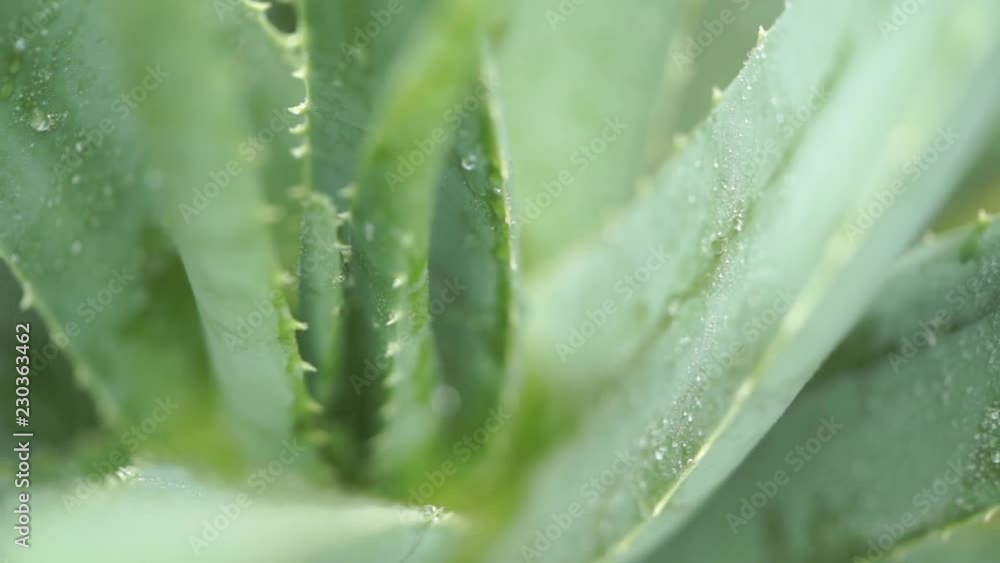 Water drops on aloe vera plant Water drops on aloe vera plant