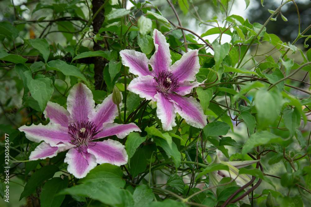 Isolated View of Blooming Clematis Flowers, Vibrant Hot Pink and White Petals, Deep Yellow White Pistils/Stamen/Centers, Green Leaves, Daytime
