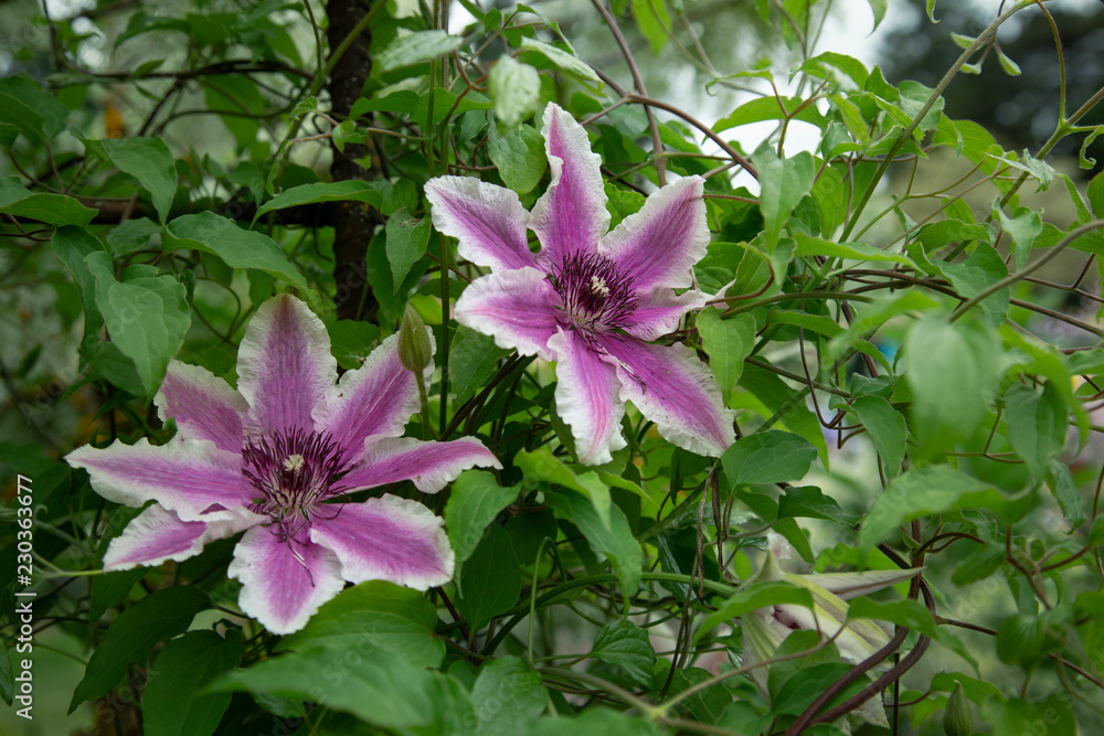 Isolated View of Blooming Clematis Flowers, Vibrant Hot Pink and White Petals, Deep Yellow White Pistils/Stamen/Centers, Green Leaves, Daytime Isolated View of Blooming Clematis Flowers, Vibrant Hot Pink and White Petals, Deep Yellow White Pistils/Stamen/Centers, Green Leaves, Daytime