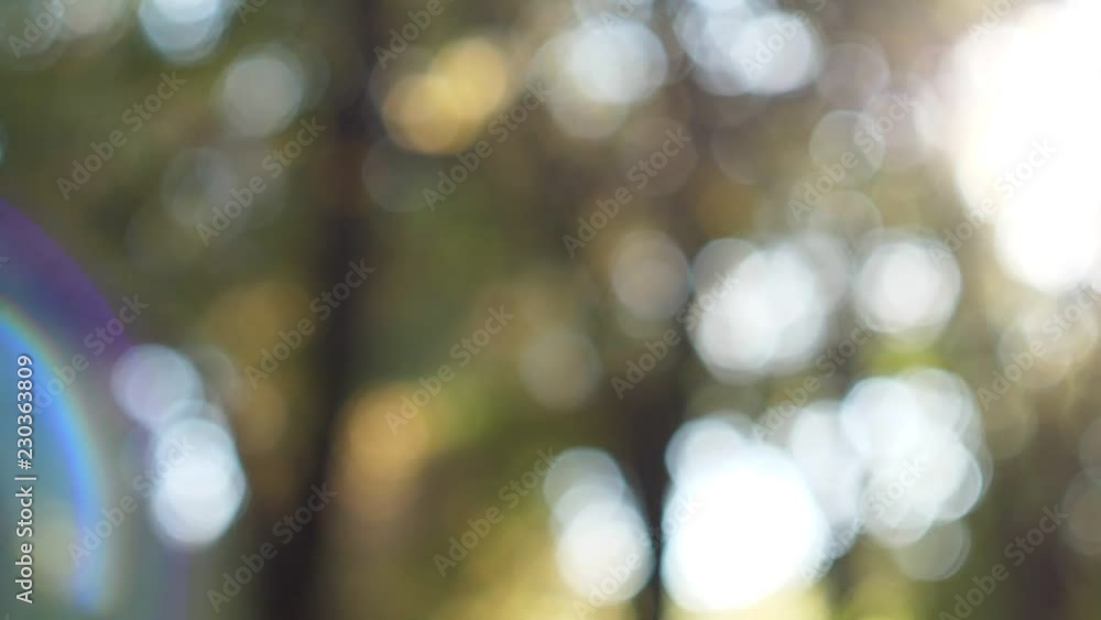 Trees and Lens Flare 3 Trees and Lens Flare 3
