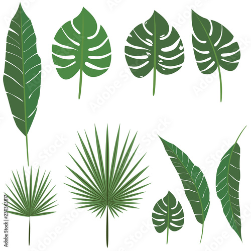 palm leaf