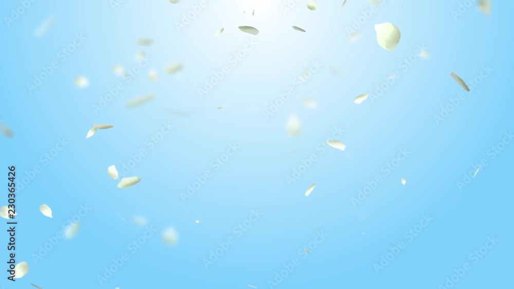 花びら バラ 白 背景空 花びら バラ 白 背景空
