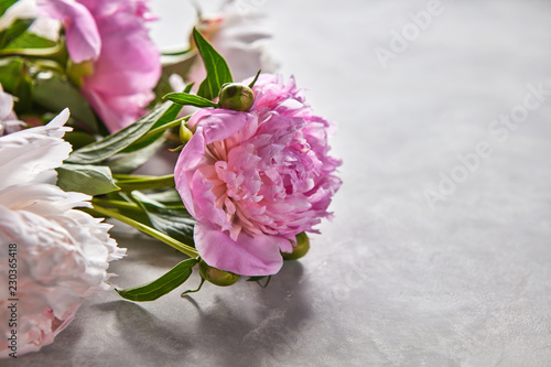 Delicate pink peonies with buds and green leaves on a gray concrete background with space for text. Flower layout