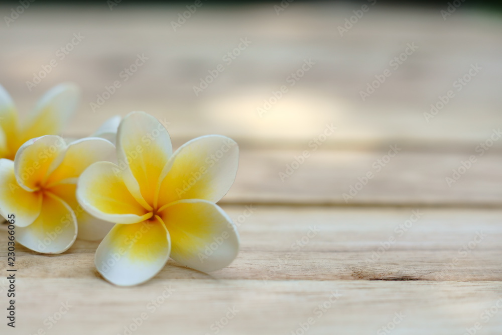 Yellow and pink plumeria flower on wooden board background, copy space Yellow and pink plumeria flower on wooden board background, copy space