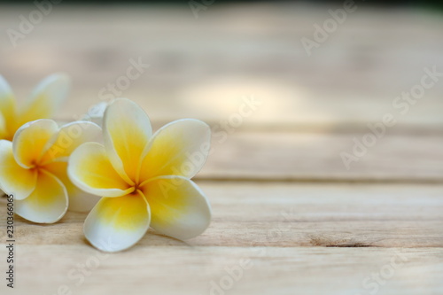 Yellow and pink plumeria flower on wooden board background  copy space