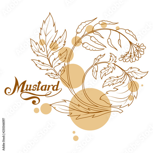 hand drawn mustard plant, spicy ingredient, mustard logo, healthy organic food, spice mustard isolated on white background, culinary herbs, label, food, natural healthy food, vector graphic to design