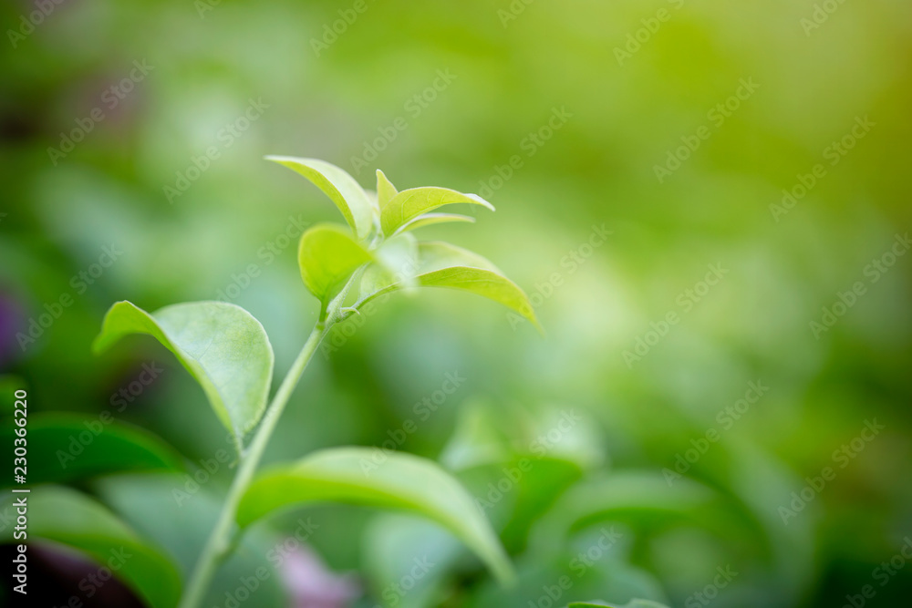 Close up shot of beautiful green grass , Abstract natural backgrounds Close up shot of beautiful green grass , Abstract natural backgrounds
