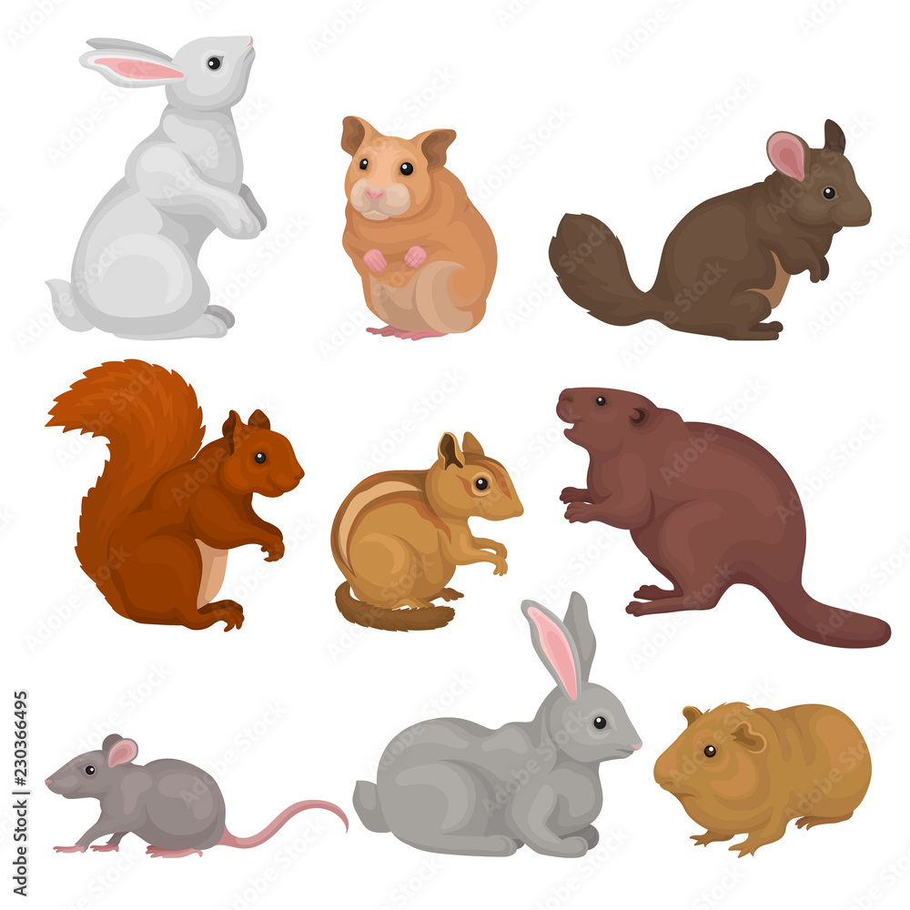 Obraz premium Cute rodents set, small wild and domestic animals vector Illustration on a white background