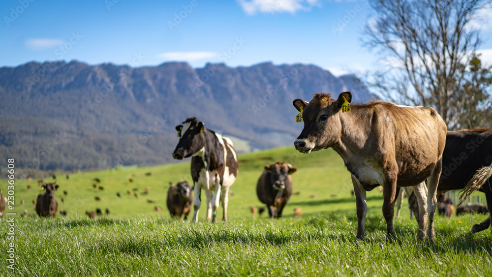 Dairy Cow in the Hills Dairy Cow in the Hills