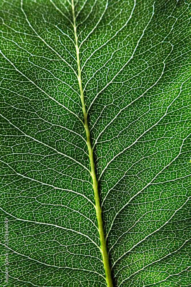 Macro photo dark green natural background with leaf with a pattern of veins. Layout foliage. Flat lay Macro photo dark green natural background with leaf with a pattern of veins. Layout foliage. Flat lay