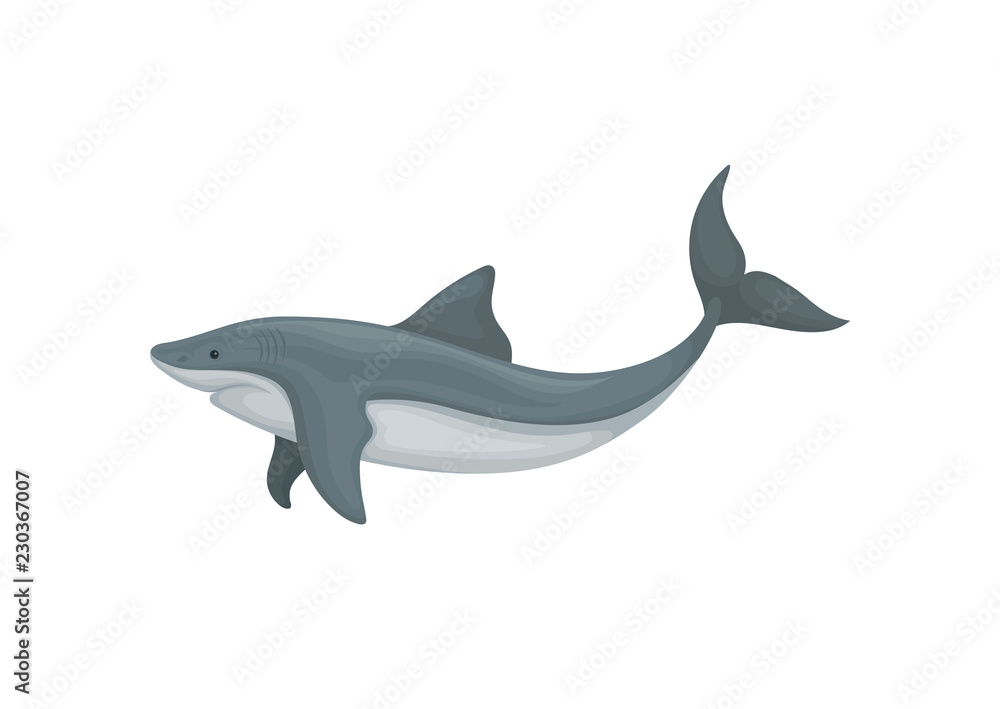 Swimming angry shark sea animal fish, side view vector Illustration on a white background Swimming angry shark sea animal fish, side view vector Illustration on a white background