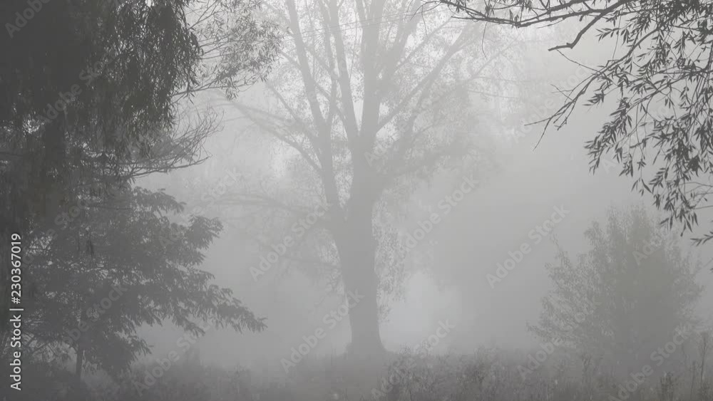 deciduous trees and forest in the morning in the fog. deciduous trees and forest in the morning in the fog.