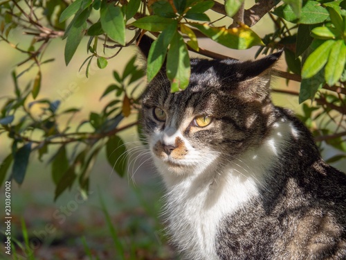 Wallpaper Mural 草の下から見つめる猫 Torontodigital.ca