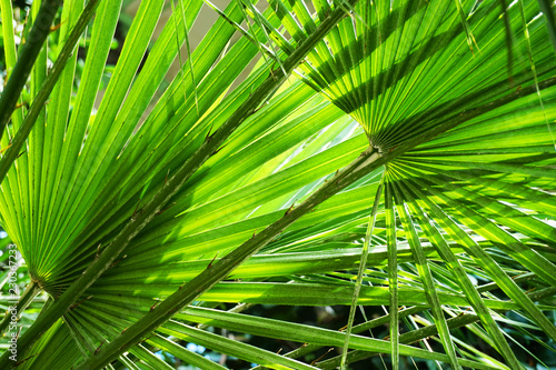 palm tree leaf texture