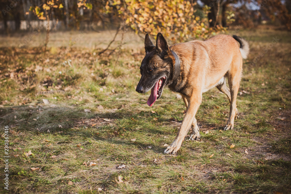 Belgian Shepherd Malinois breed. Senior dog at walk. Life of pets. Concept of relationship animals and human Belgian Shepherd Malinois breed. Senior dog at walk. Life of pets. Concept of relationship animals and human
