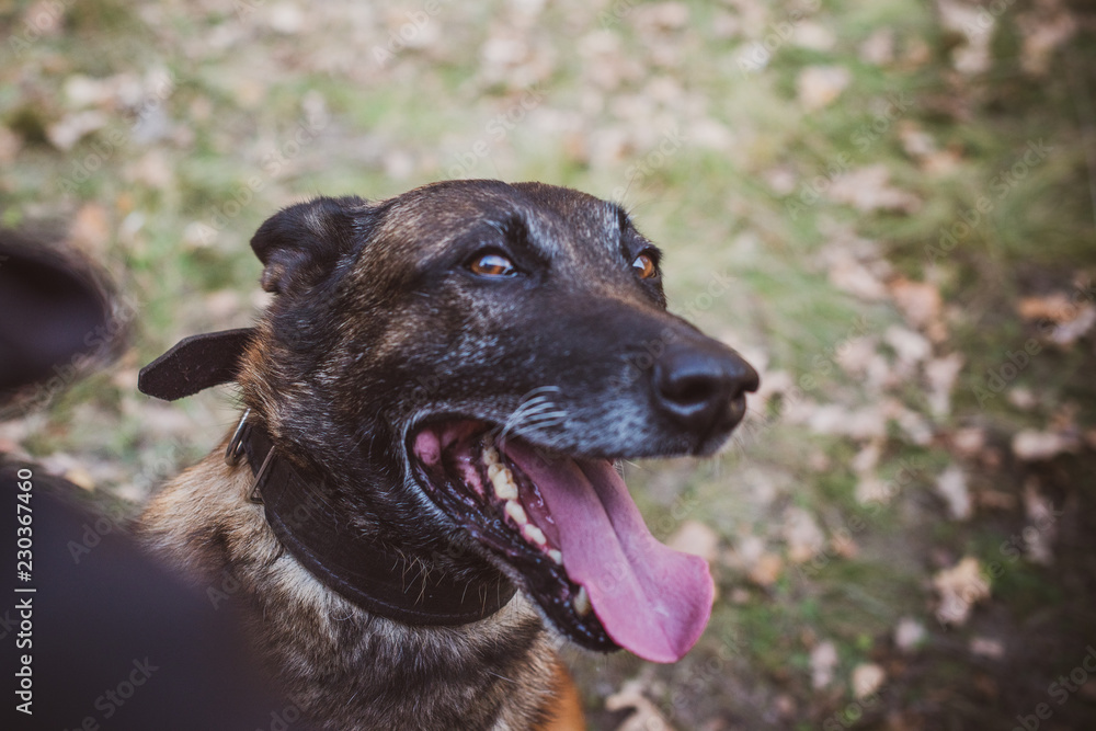 Belgian Shepherd Malinois breed. Senior dog at walk. Life of pets. Concept of relationship animals and human Belgian Shepherd Malinois breed. Senior dog at walk. Life of pets. Concept of relationship animals and human