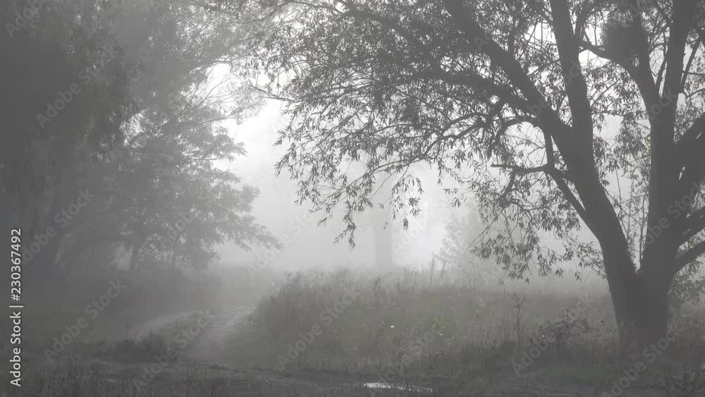 deciduous trees and forest in the morning in the fog. deciduous trees and forest in the morning in the fog.