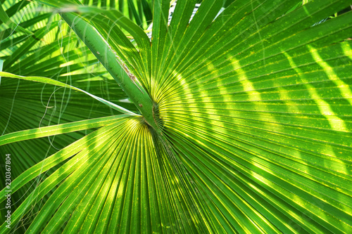 palm tree leaf texture