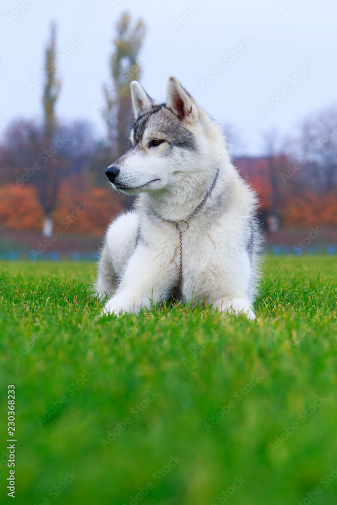 Dog breed Siberian husky Dog breed Siberian husky