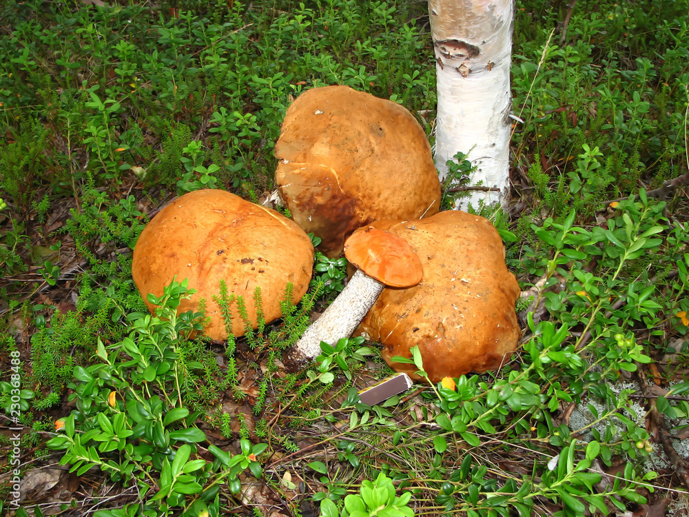 Mushrooms Boletus growing in forest. Autumn Cep Mushrooms. Mushrooms Picking. Mushrooms Boletus growing in forest. Autumn Cep Mushrooms. Mushrooms Picking.