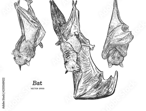 Bat illustration, drawing, engraving, ink, line art, vector